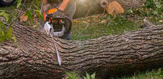 Best Tree Removal  in Dumas, TX