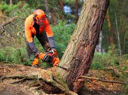 Reliable Dumas, TX Tree Services Solutions