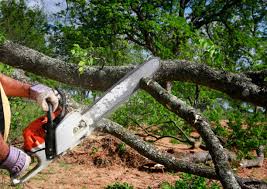 Best Pest Control for Lawns  in Dumas, TX