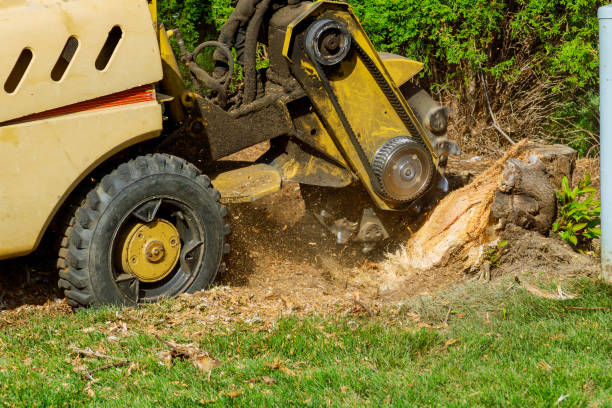 Best Aeration Services  in Dumas, TX