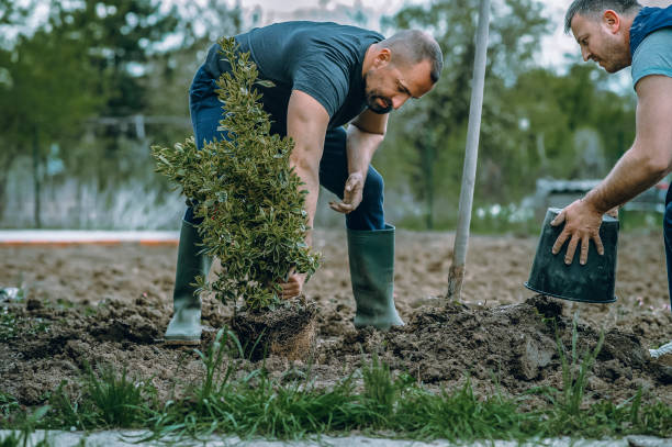 Best Tree and Shrub Care  in Dumas, TX