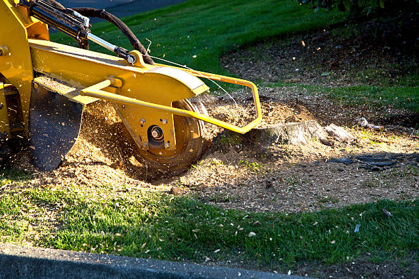 Best Tree Trimming and Pruning  in Dumas, TX