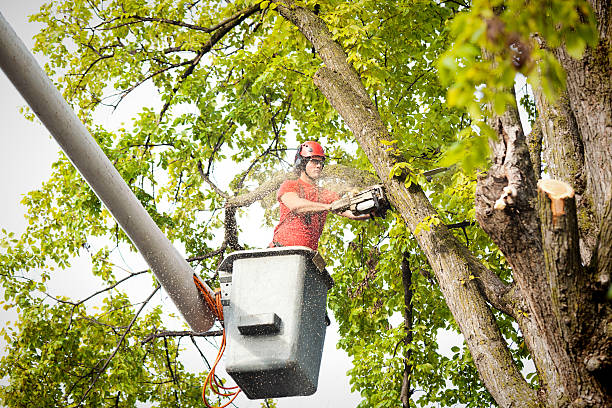 How Our Tree Care Process Works  in  Dumas, TX