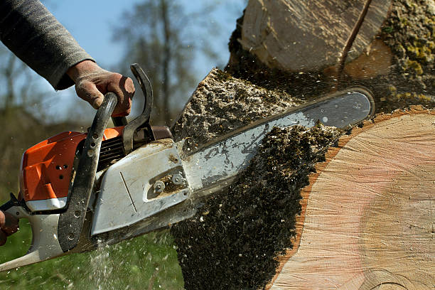 Best Utility Line Clearance  in Dumas, TX