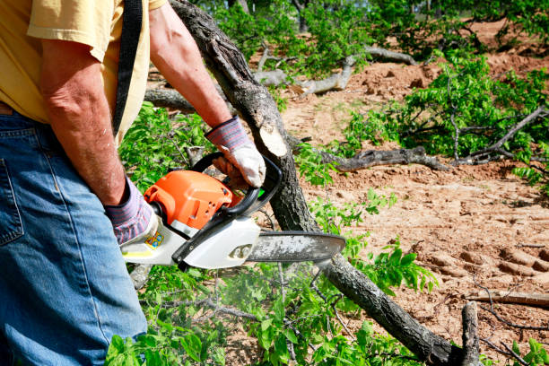 Best Grass Overseeding  in Dumas, TX
